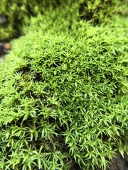 Trichostomum crispulum