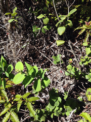 Santalum paniculatum paniculatum