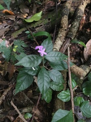 Pseuderanthemum verapazense