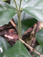 Pseuderanthemum verapazense