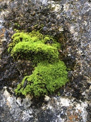 Trichostomum crispulum