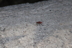 Lygaeus kalmii