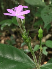 Pseuderanthemum verapazense