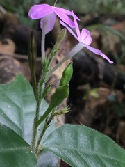 Pseuderanthemum verapazense