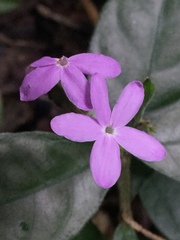 Pseuderanthemum verapazense