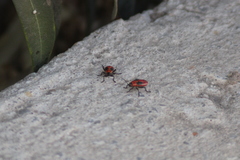 Lygaeus kalmii