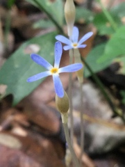 Voyria tenella