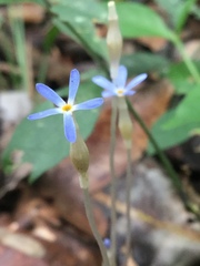Voyria tenella