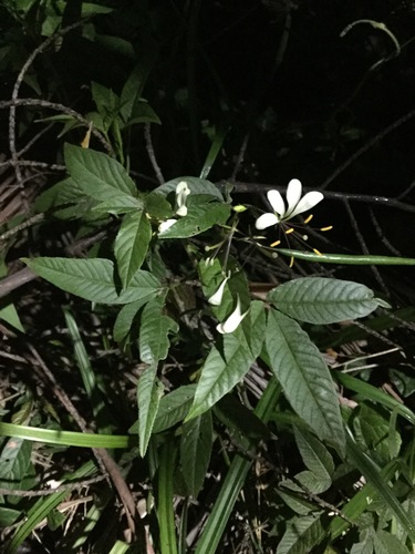 Toothed spiderflower (Cleome serrata)