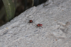 Lygaeus kalmii