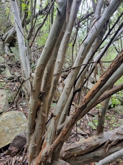 Cordia monoica