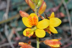 Hoffmannseggia oxycarpa