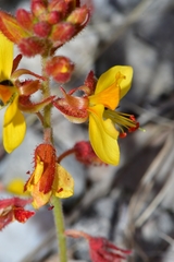 Hoffmannseggia oxycarpa