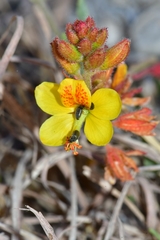 Hoffmannseggia oxycarpa