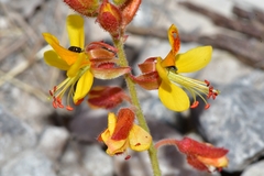 Hoffmannseggia oxycarpa