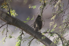 Melospiza lincolnii