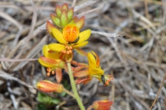 Hoffmannseggia oxycarpa