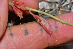 Hoffmannseggia oxycarpa