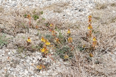 Hoffmannseggia oxycarpa