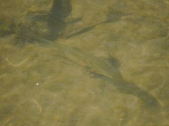 Squalius cephalus