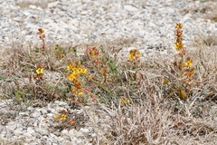 Hoffmannseggia oxycarpa