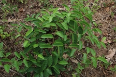 Smilax zeylanica