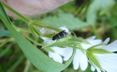 Adela septentrionella