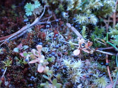 Fossombronia longiseta