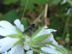 Adela septentrionella