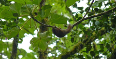 Microsciurus alfari