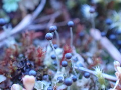 Fossombronia longiseta