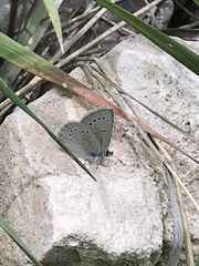 Glaucopsyche lygdamus oro