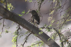 Melospiza lincolnii