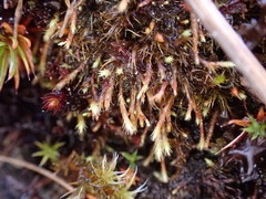 Philonotis capillaris