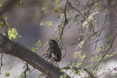 Melospiza lincolnii