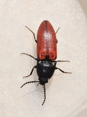 Ampedus sanguineus