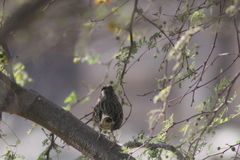 Melospiza lincolnii