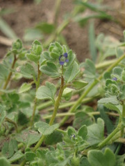 Veronica triloba