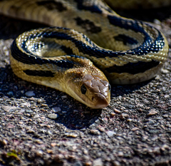 Pituophis lineaticollis