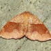 American Barred Umber - Photo (c) Susan Elliott, some rights reserved (CC BY-NC)