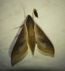 Xylophanes porcus