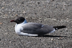 Leucophaeus atricilla megalopterus