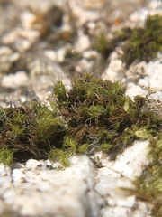 Grimmia trichophylla