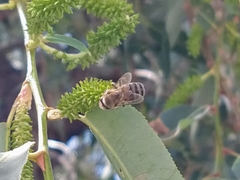 Apis mellifera