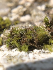 Grimmia trichophylla