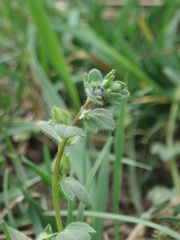Veronica triloba