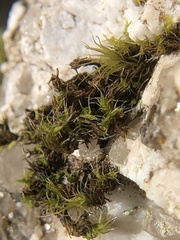 Grimmia trichophylla