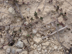 Thymus embergeri