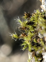Grimmia trichophylla