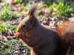 Sciurus vulgaris